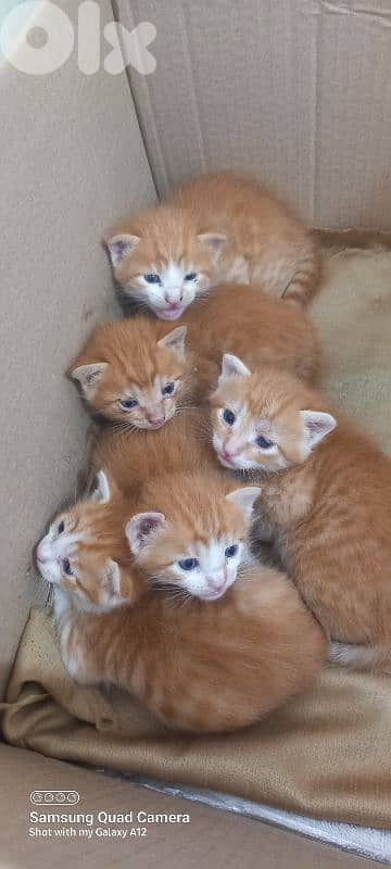 brown cats