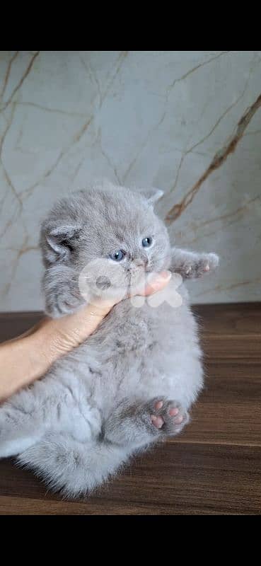British shorthair & Scottish fold kittens for RESERVATION 3