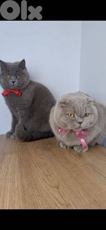 British shorthair & Scottish fold kittens for RESERVATION 4