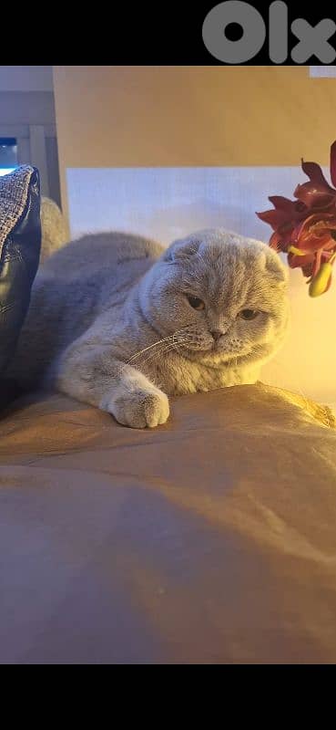 British shorthair & Scottish fold kittens for RESERVATION 5