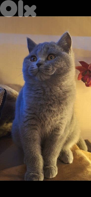 British shorthair & Scottish fold kittens for RESERVATION 6