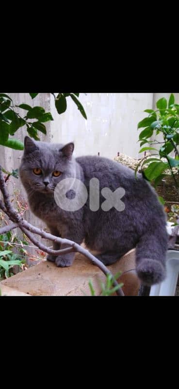 British shorthair & Scottish fold kittens for RESERVATION 7