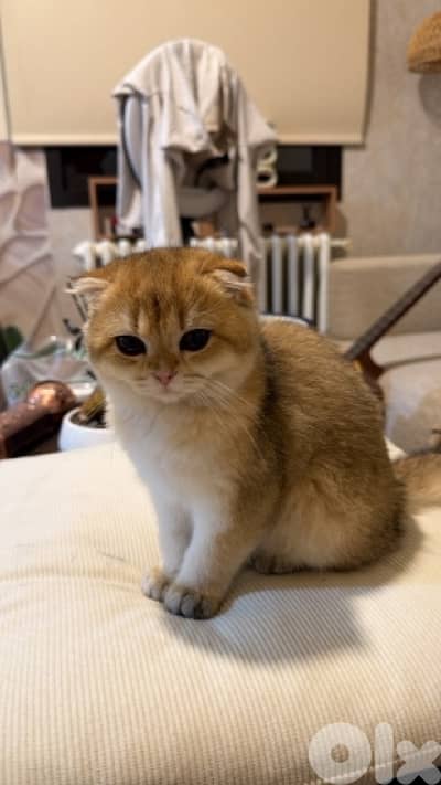 golden chinchilla