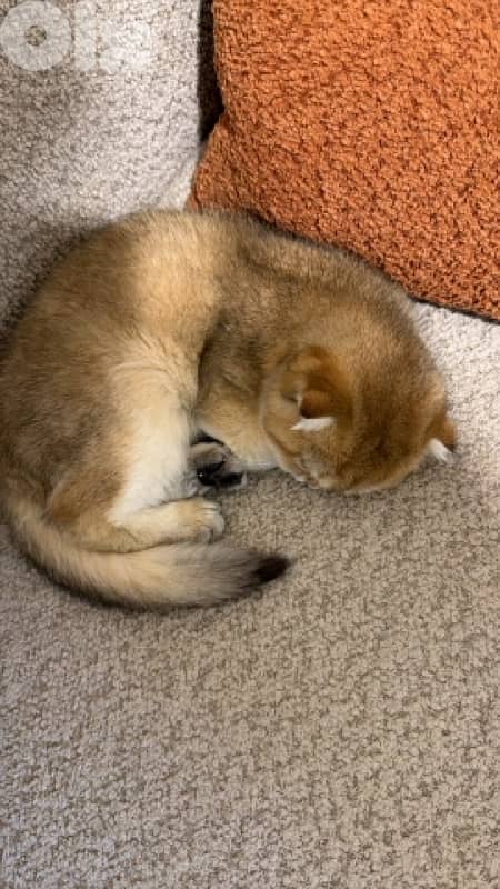 golden chinchilla 2