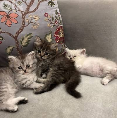 persian hemalayen kittens
