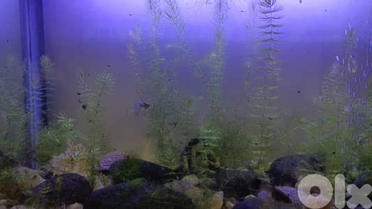guppy fish