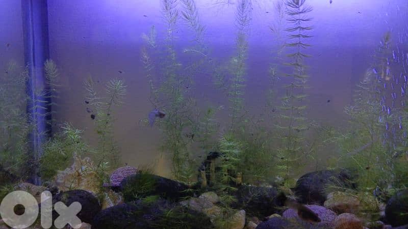 guppy fish 1