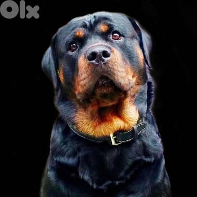 Rottweiler puppies for sale