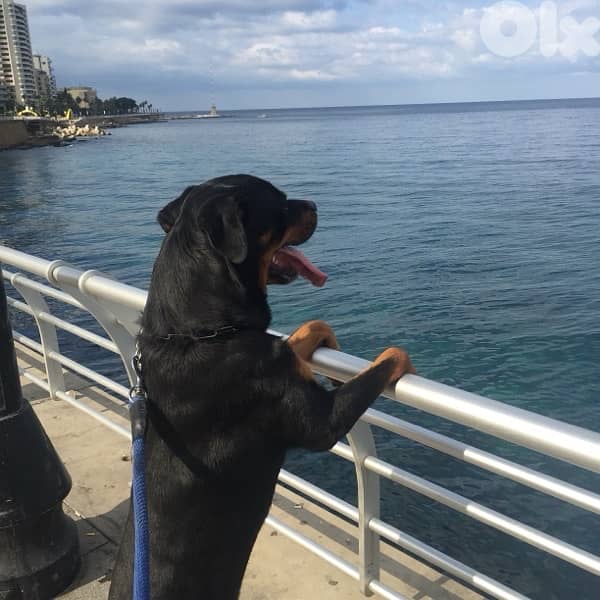 Rottweiler puppies for sale 1
