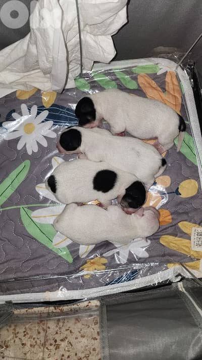 Dogs for sale