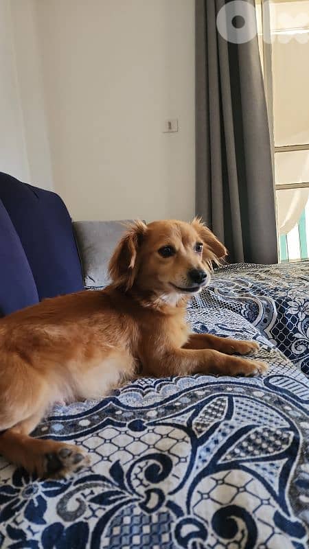 Dogs for sale 1