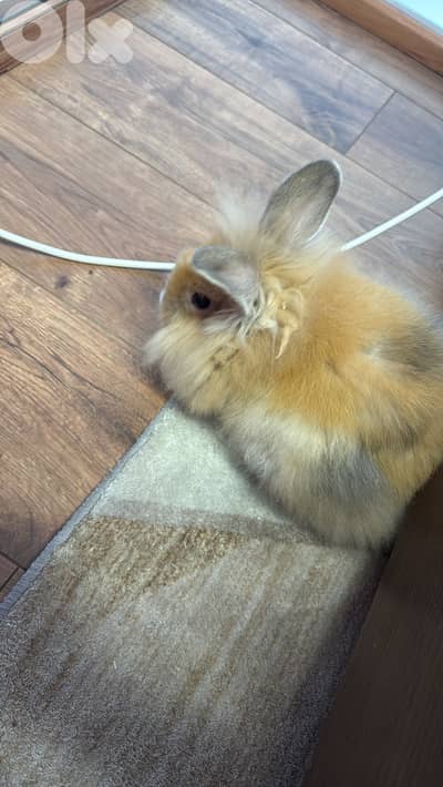bunny for sale