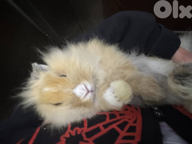 bunny for sale 1