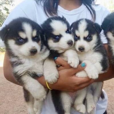 Majestic Black & White Husky high quality puppy! DELIVERY dog كلاب