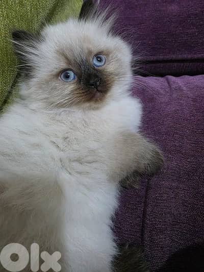 female cat