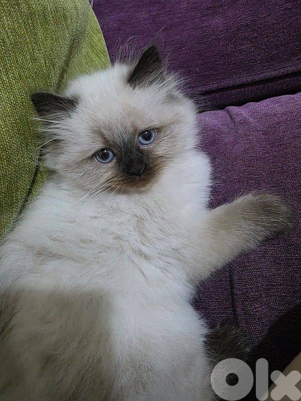 female cat 1
