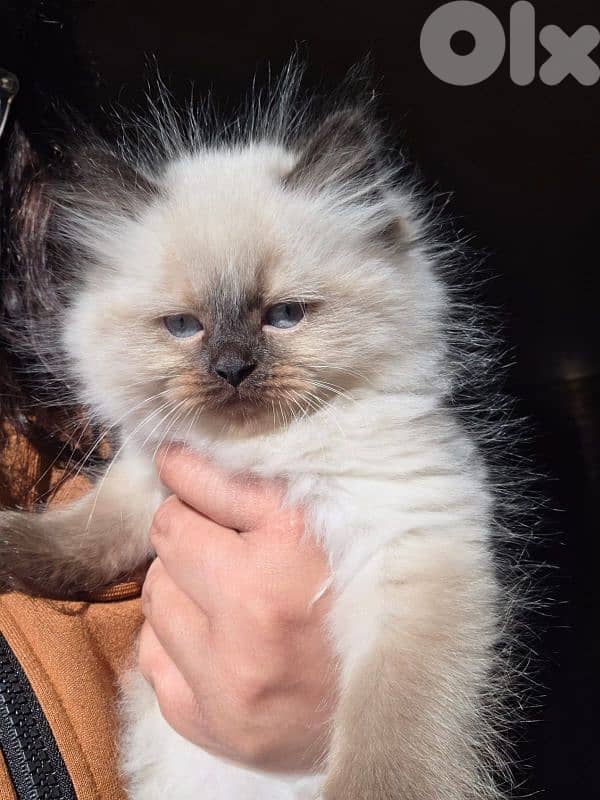 female cat 2