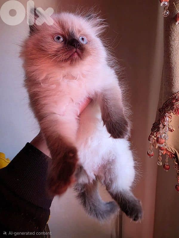 female cat 3