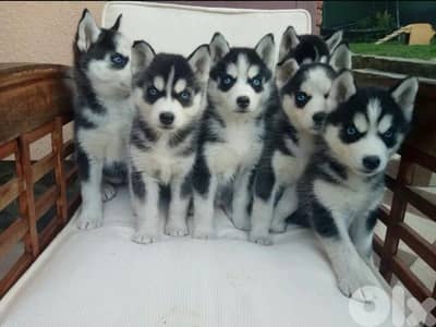 Black & White Husky high quality puppy in store! DELIVERY dog كلاب