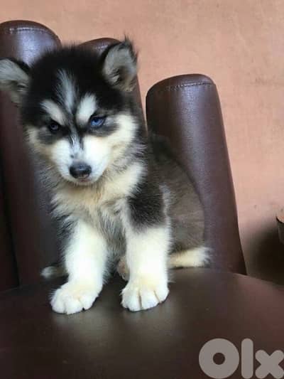 Black & White Husky high quality puppy! DELIVERY dog كلاب