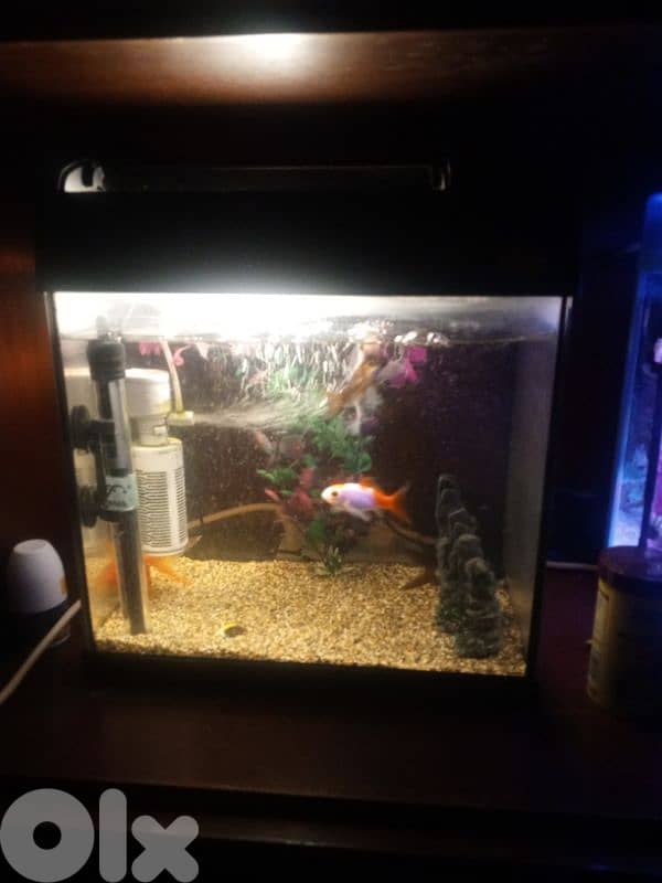 2 fresh water aquariums for sale 1