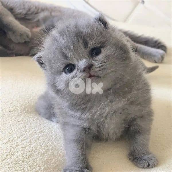 pure Scottish fold kitten top quality 1
