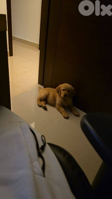 Pure Golden Retriever - Vaccinated + food + bed 4