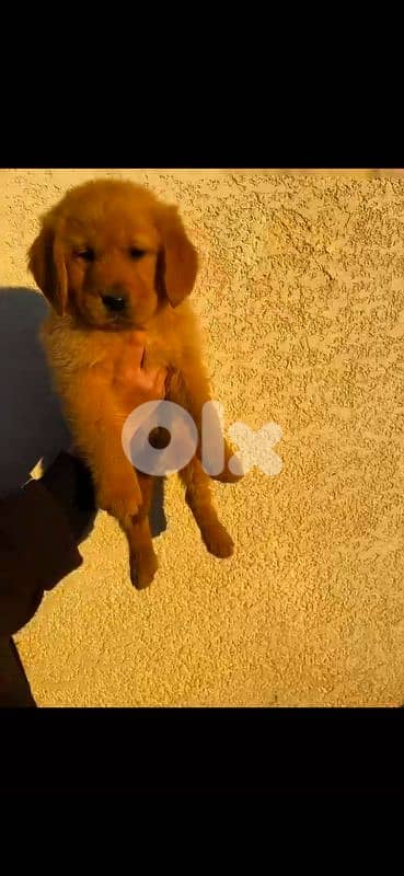 Pure Golden Retriever - Vaccinated + food + bed