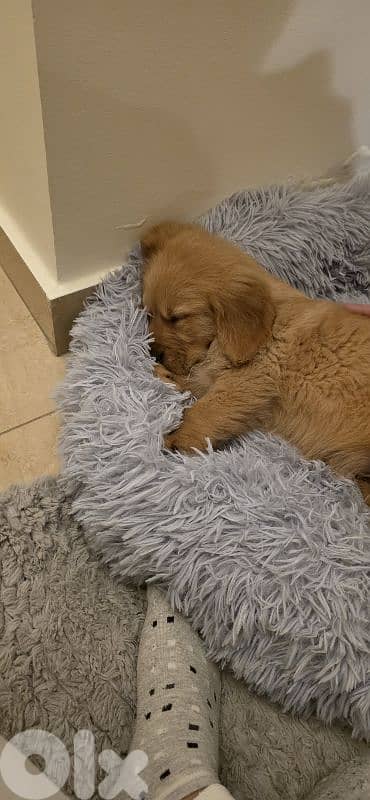 Pure Golden Retriever - Vaccinated + food + bed 6