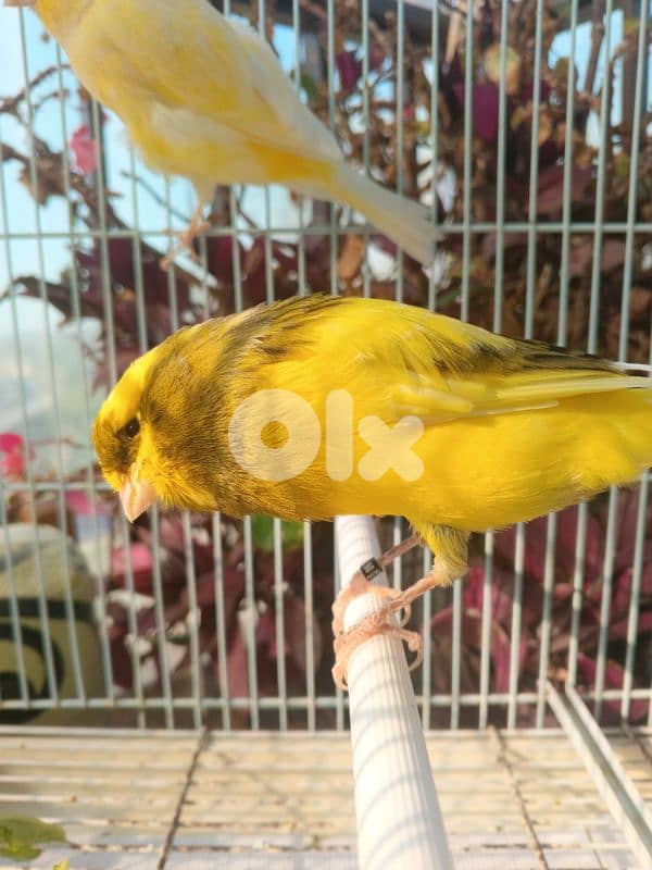 Premium York & Long couple for sale 1