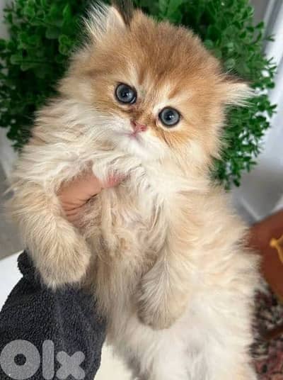 Chinchella golden