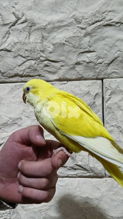 كويكر lutino