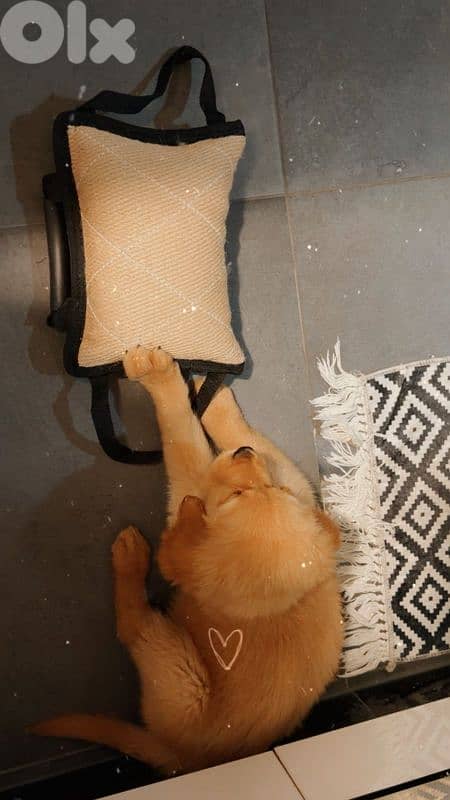 Pure Golden Retriever - Vaccinated + food + bed 2