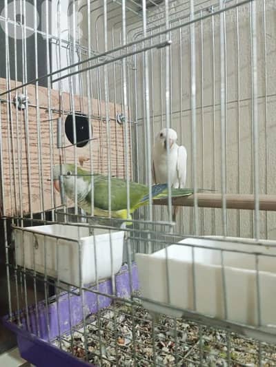 Qwaker pair male and female