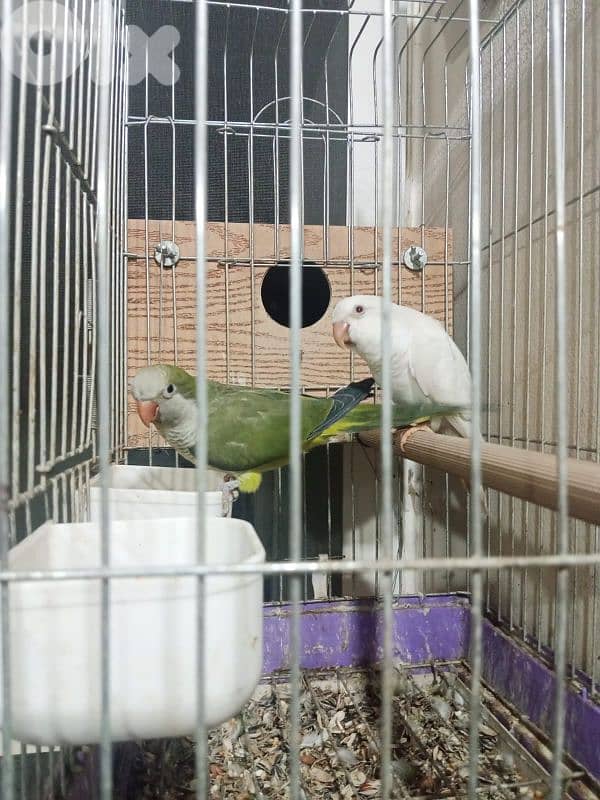 Qwaker pair male and female 2