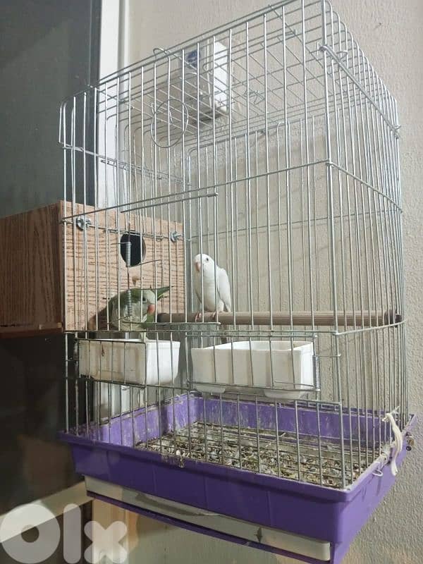 Qwaker pair male and female 3