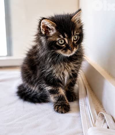 Fluffy Maine Coon Mix Kitten – Cute & Playful