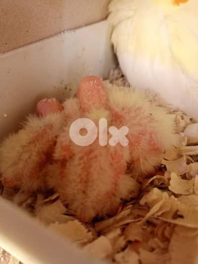 cockatiel
