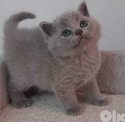 lilac British kitten