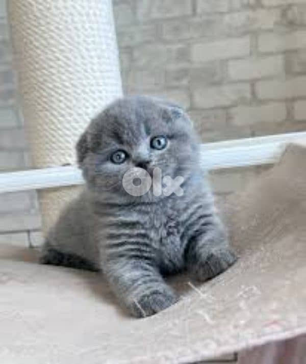 pure Scottish fold kittens TOP QUALITY 1