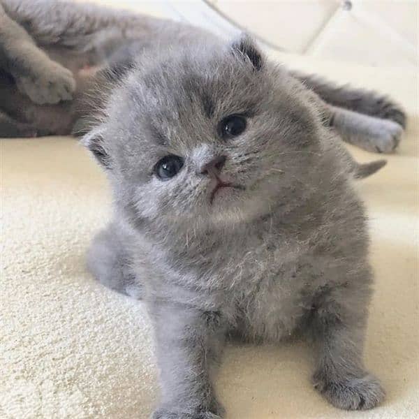 pure Scottish fold kittens TOP QUALITY 2
