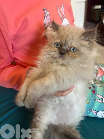 himalayan