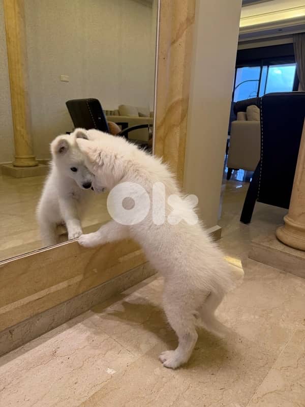Samoyed Dog 1