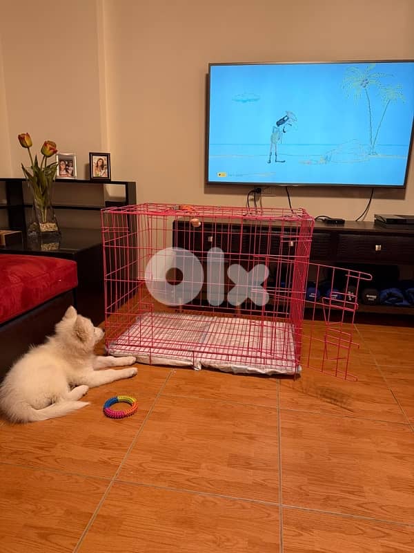 Samoyed Dog 5