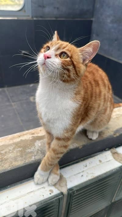 cat for adoption