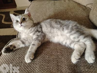 silver tabby cat mix