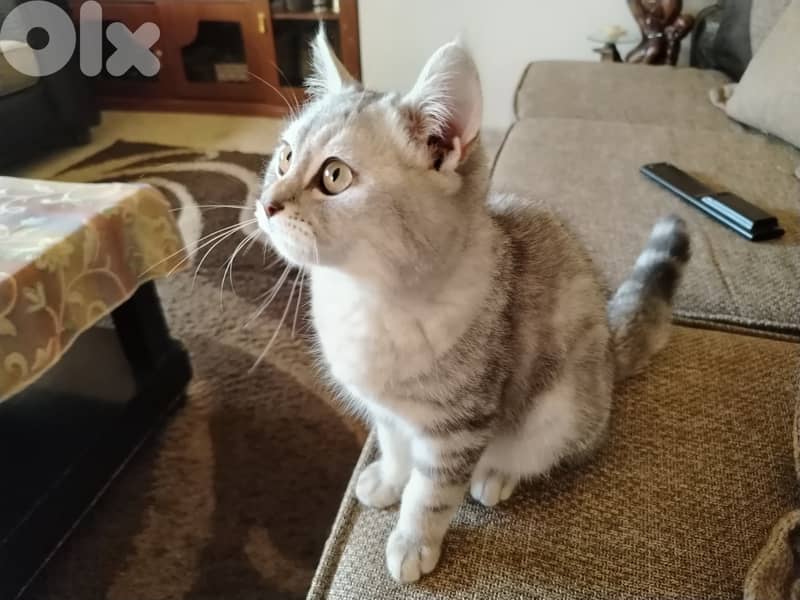 silver tabby cat mix 2