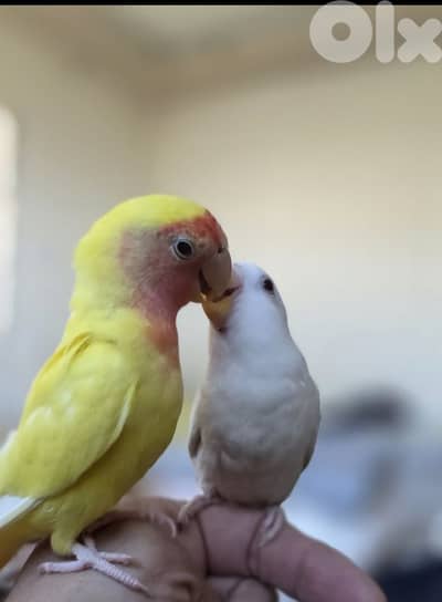 جوز روز مروضين