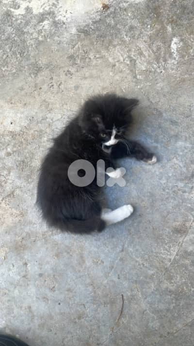 Tuxedo cat for adoption
