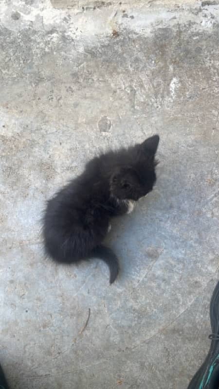 Tuxedo cat for adoption 1